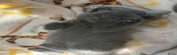 British Shorthair cats for sale: 2 beautiful girl kittens! - Advert 2