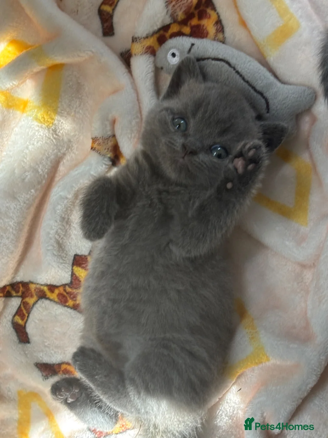 British Shorthair cats for sale: 2 beautiful girl kittens! - Advert 2