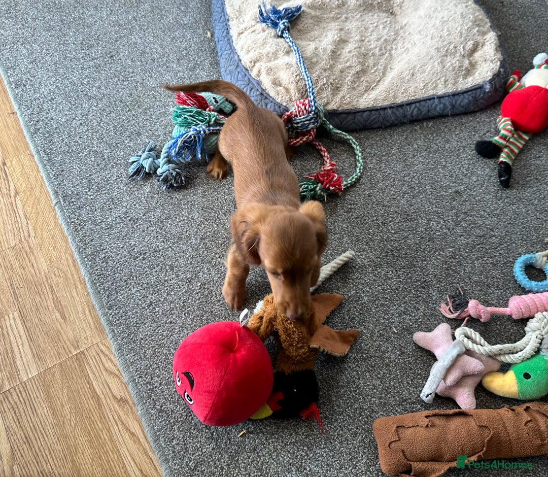 Miniature Dachshund dogs for sale: 1 handsome boy available  in Ely - Image 8