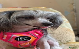 Chinese Crested dogs for sale: Adult HHL Chinese Crested Girl & PP Girl  - Image 1