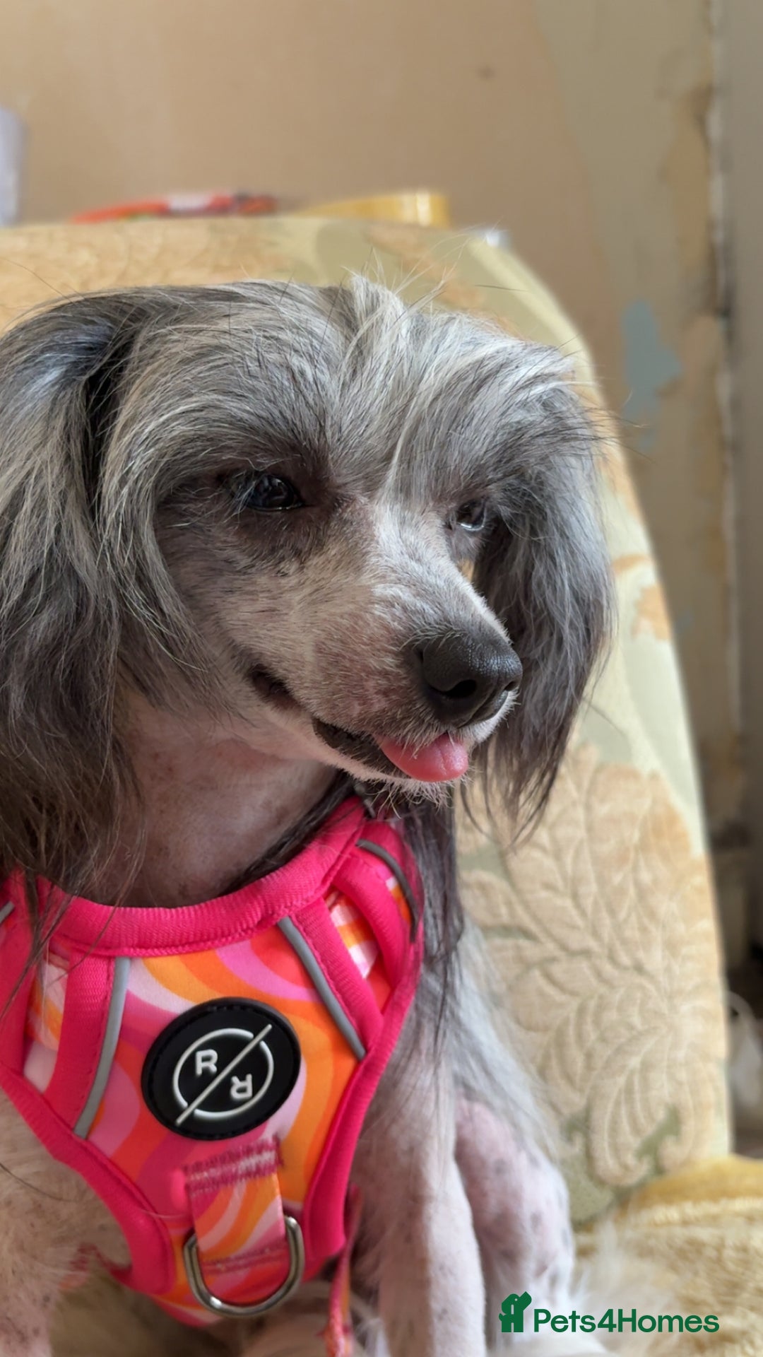 Chinese Crested dogs for sale: Adult HHL Chinese Crested Girl & PP Girl  - Image 1