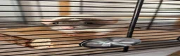 Rat rodents for sale: Female rats and cage  in Castleford - Advert 9