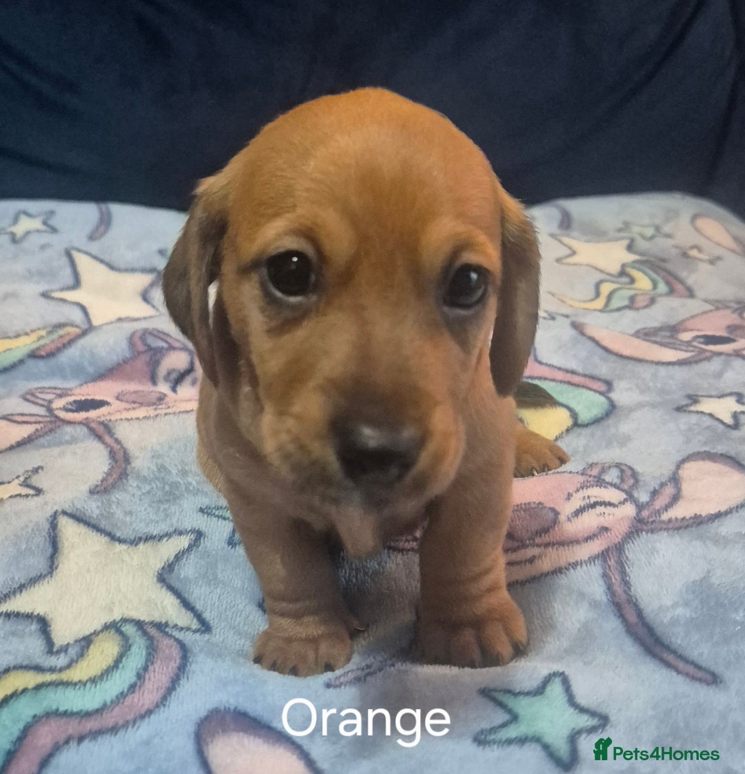 Mixed Breed dogs for sale: Jack Russel x Dachsund  - Image 4