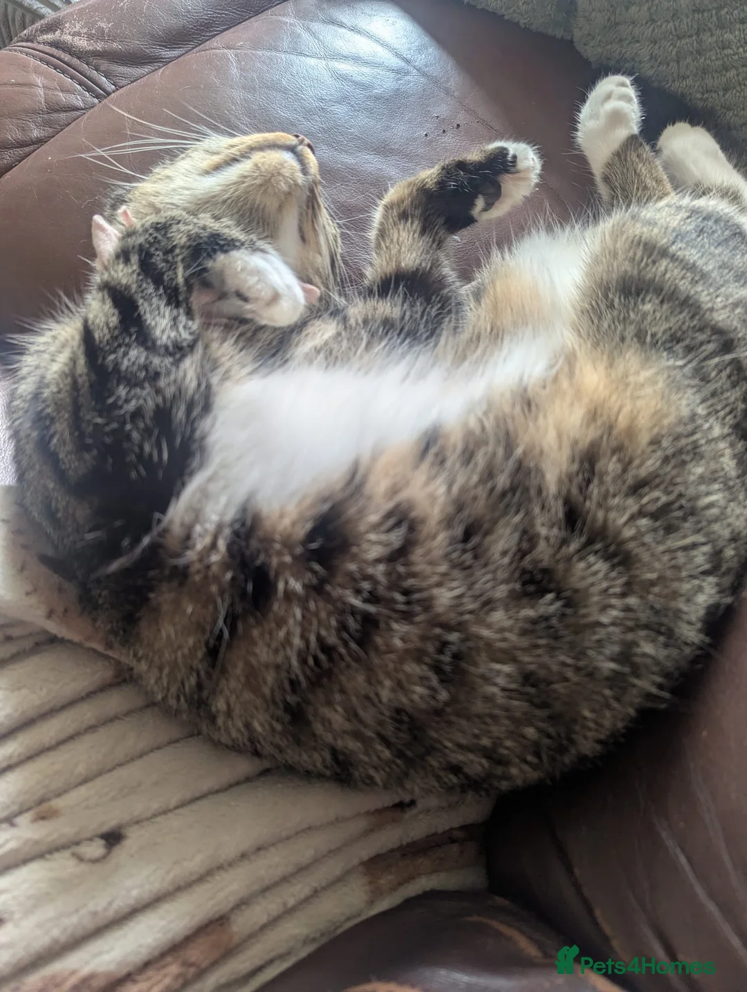 Mixed Breed cats for sale: Reluctant rehoming of our cat - Advert 1