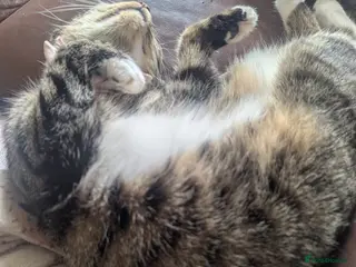 Mixed Breed cats Reluctant rehoming of our cat - Advert 3