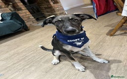 Mixed Breed dogs for adoption: Tonia  - Image 1