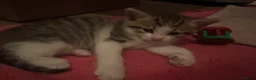 American Bobtail cats for sale: 2 beautiful kittens  - Advert 3