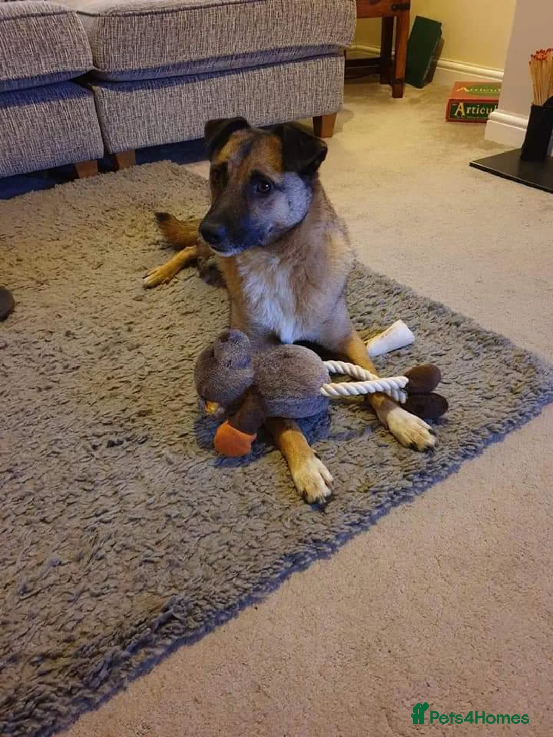 Mixed Breed dogs for adoption: Meet Jakob, currently residing in Cranage, Crew in Crewe - Advert 4