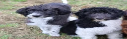 Labradoodle dogs for sale: 🌈 Stunning Standard, parti F1b Labradoodles, 🌈  - Advert 18