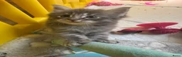 Ragcoon cats for sale: Gorgeous Mainecoon x ragdoll babies  - Advert 31