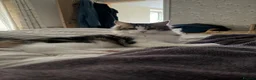 Kurilian Bobtail cats for sale: Rare Kurilian Bobtail Kittens Available - Advert 13