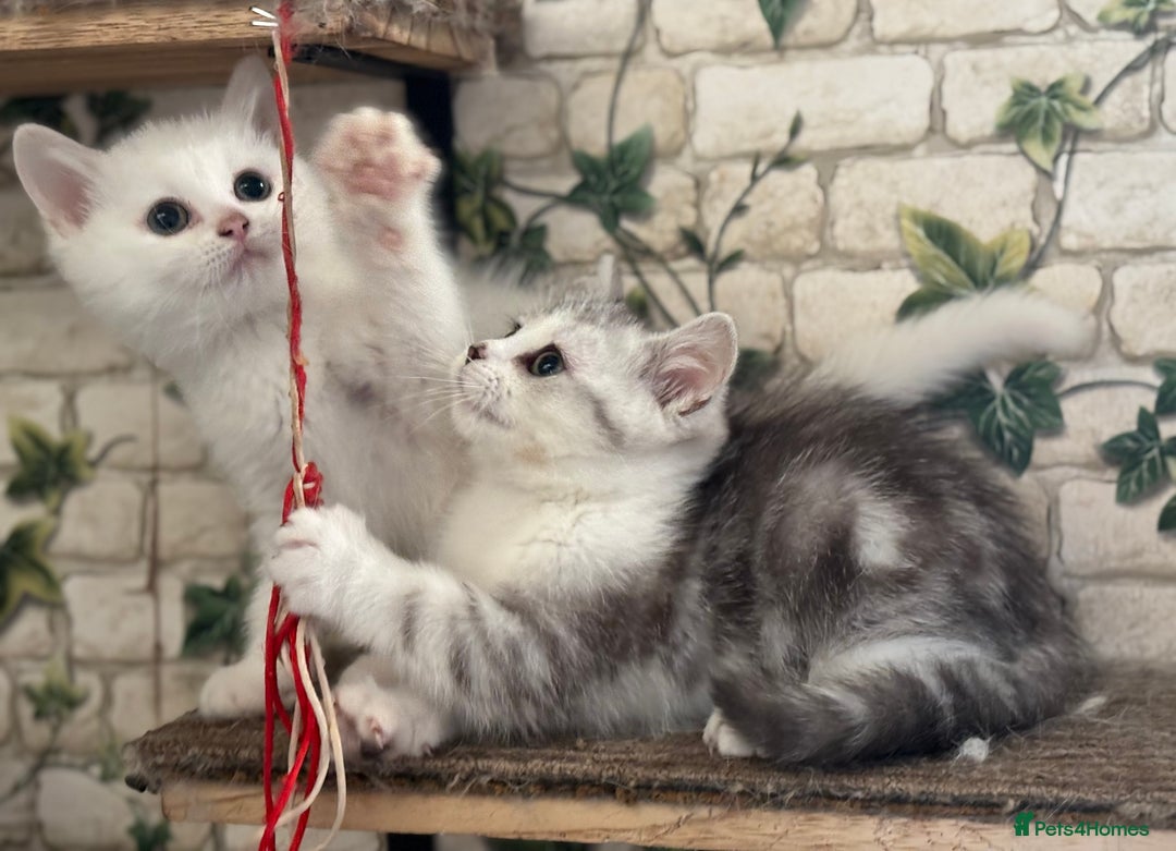 Munchkin cats for sale: Full Pedigree Munchkin Kittens  - Advert 1