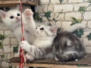 Munchkin cats Full Pedigree Munchkin Kittens - Advert 2