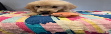 Golden Retriever 2