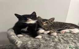 Domestic Shorthair cats for sale: Beautiful Kittens available - Image 9