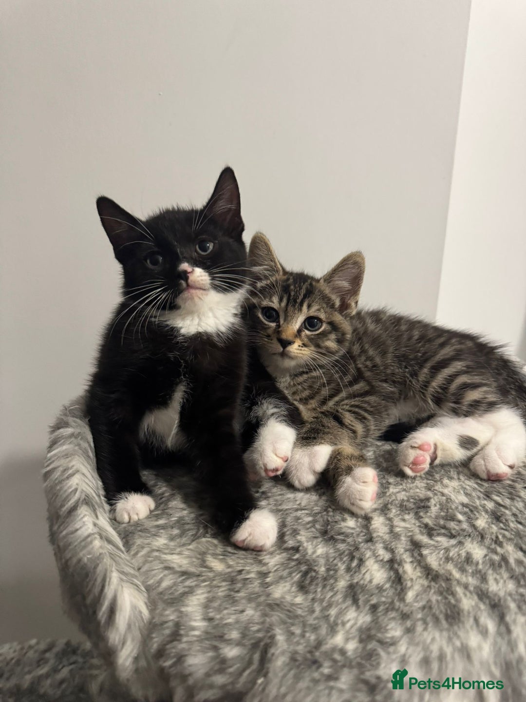 Domestic Shorthair cats for sale: Beautiful Kittens available - Image 9