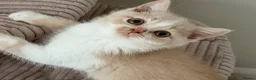 British Shorthair cats for sale: Pretty British Shorthair Kittens - Advert 4
