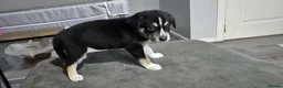 Mixed Breed dogs for sale: Staffie x Husky x Collie Puppies (4 Boys, 1 Girl) in Glasgow - Advert 9
