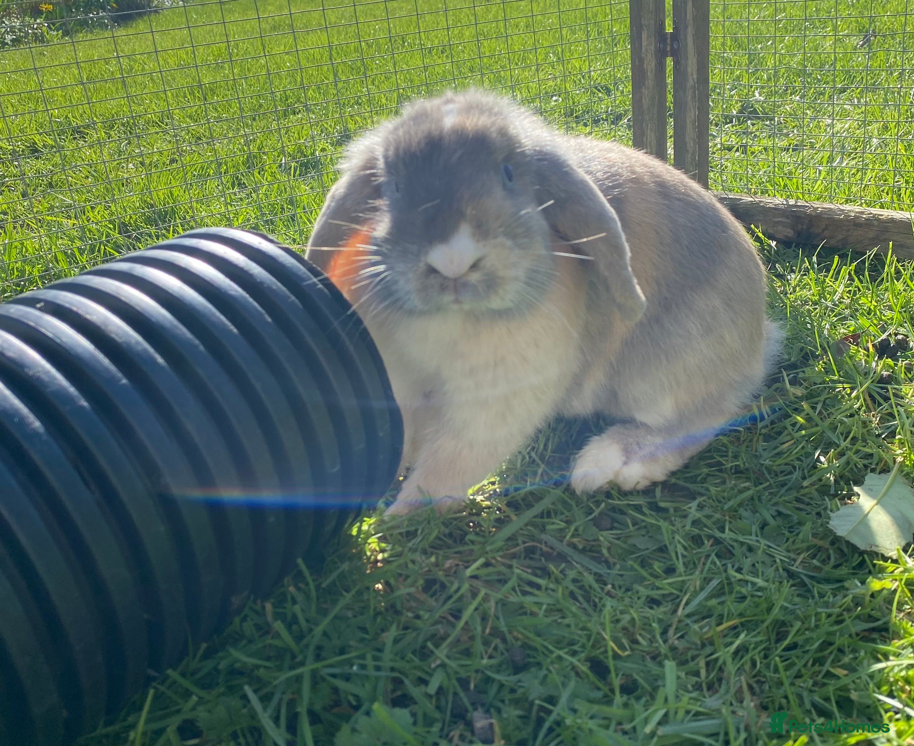 Mini Lop rabbits Pure breed friendly lilac mini lop - vaccinated - Advert 1