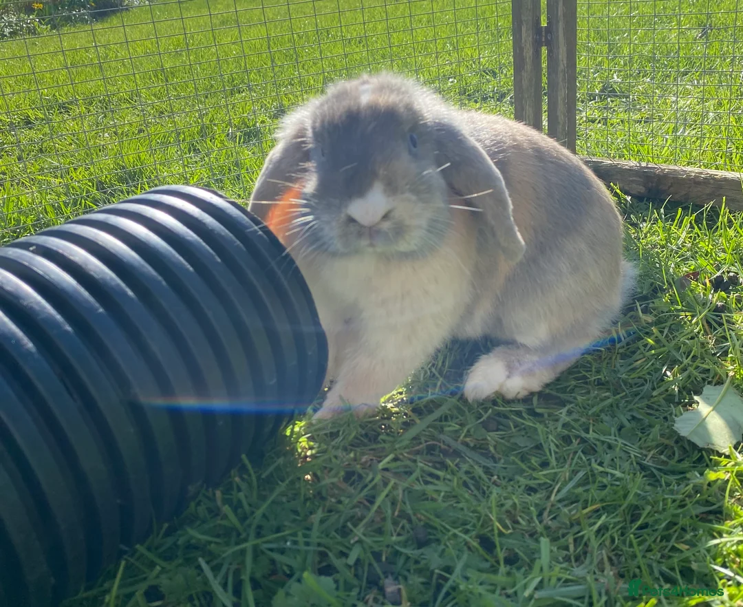 Mini Lop rabbits for sale: Pure breed friendly lilac mini lop - vaccinated - Advert 1
