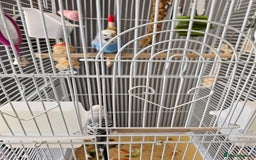Budgerigars birds for sale: Budgies for sale  - Image 4