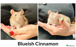Rat rodents for sale: Well Handled Friendly Baby Top Ear Rats  - Image 6