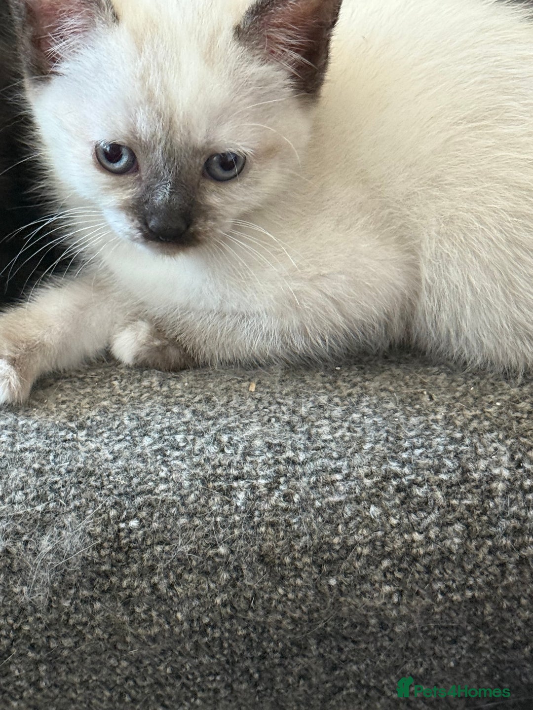 Ragdoll cats for sale: ADORABLE RAGDOLL KITTENS - READY NOW - Image 15
