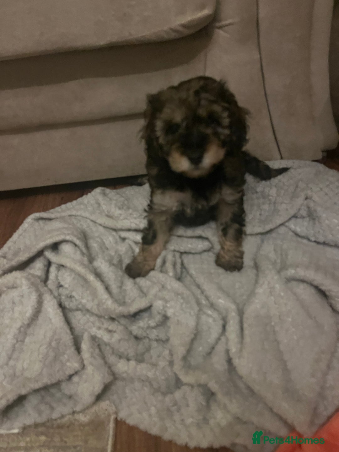 Poochon dogs for sale: Poochon F2Bs - Advert 18