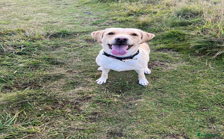 Labrador Retriever dogs Female Labrador Retriever  - Advert 1