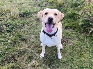 Labrador Retriever dogs Female Labrador Retriever - Advert 10
