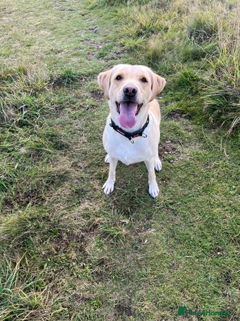 Labrador Retriever dogs Female Labrador Retriever - Advert 1