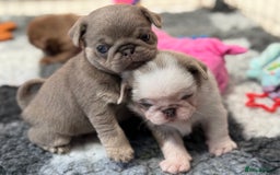 Pug dogs for sale: Stunning litter lilac tans and lilac tan pandas - Image 11