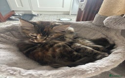 Maine Coon cats for sale: Maine Coon Kittens pedigree  in Boston - Image 16