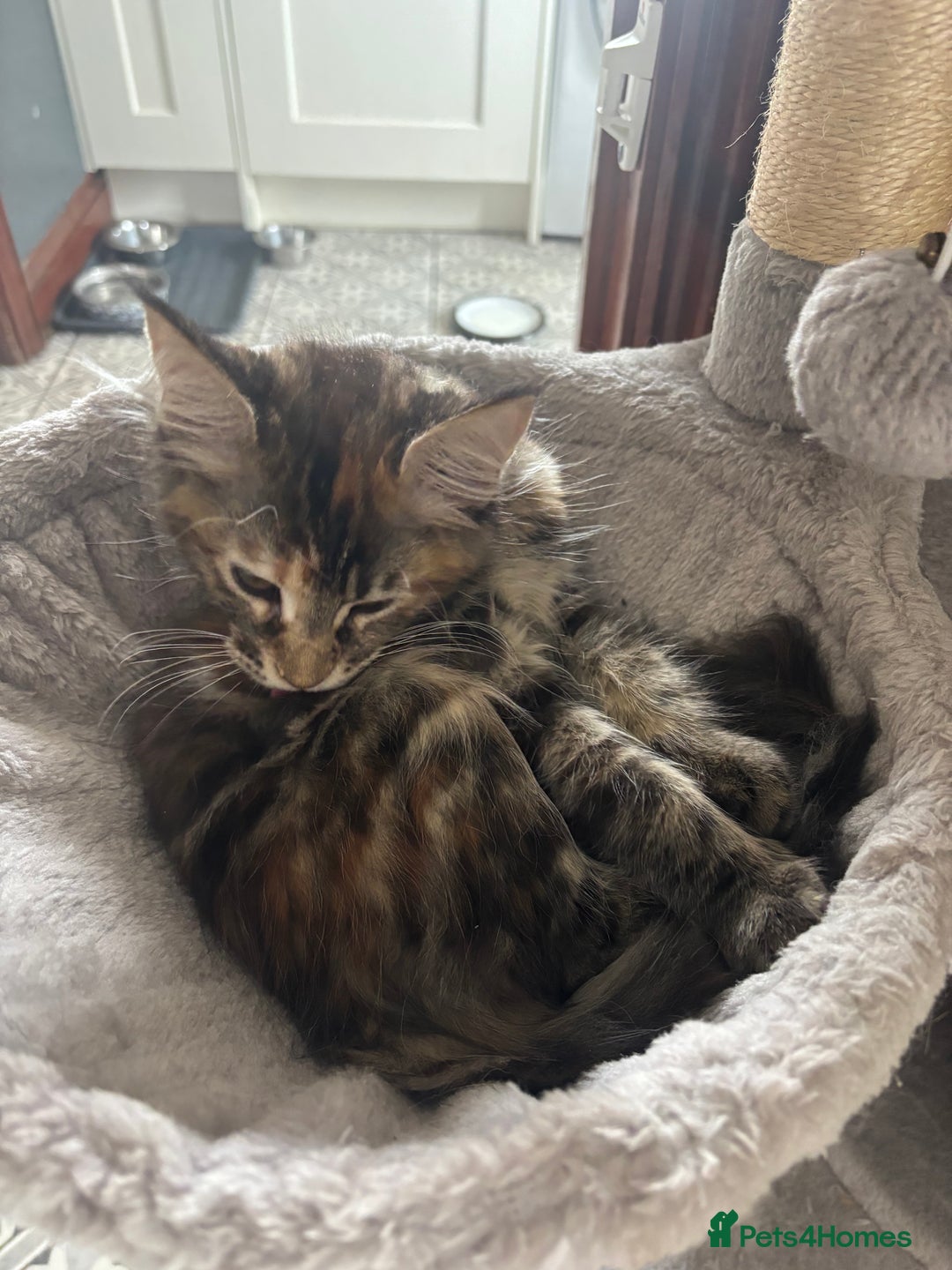 Maine Coon cats for sale: Maine Coon Kittens pedigree  in Boston - Image 16