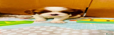 Cavalier King Charles Spaniel 1