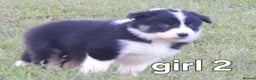 Border Collie dogs for sale: Border collie female pups for sale - Advert 4