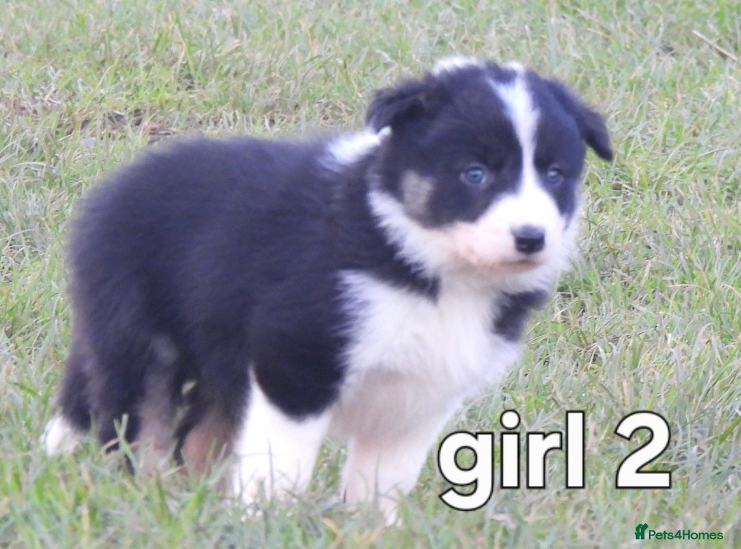 Border Collie dogs for sale: Border collie female pups for sale - Advert 4