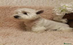 West Highland Terrier dogs for adoption: Tina: The Little Yorkie  - Image 3