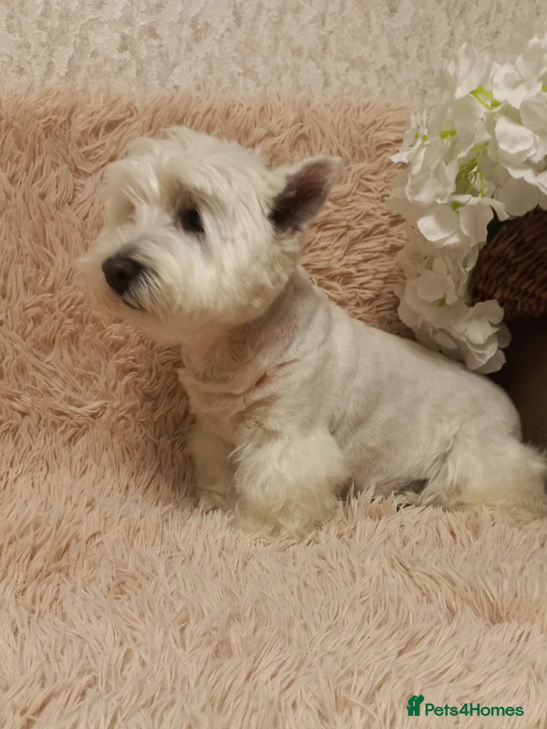 West Highland Terrier dogs for adoption: Tina: The Little Yorkie  - Image 3