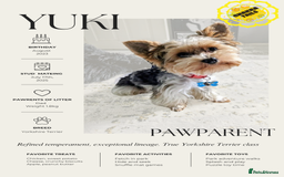 Yorkshire Terrier dogs for sale: 3 Male Yorkshire terriers left  - Image 9