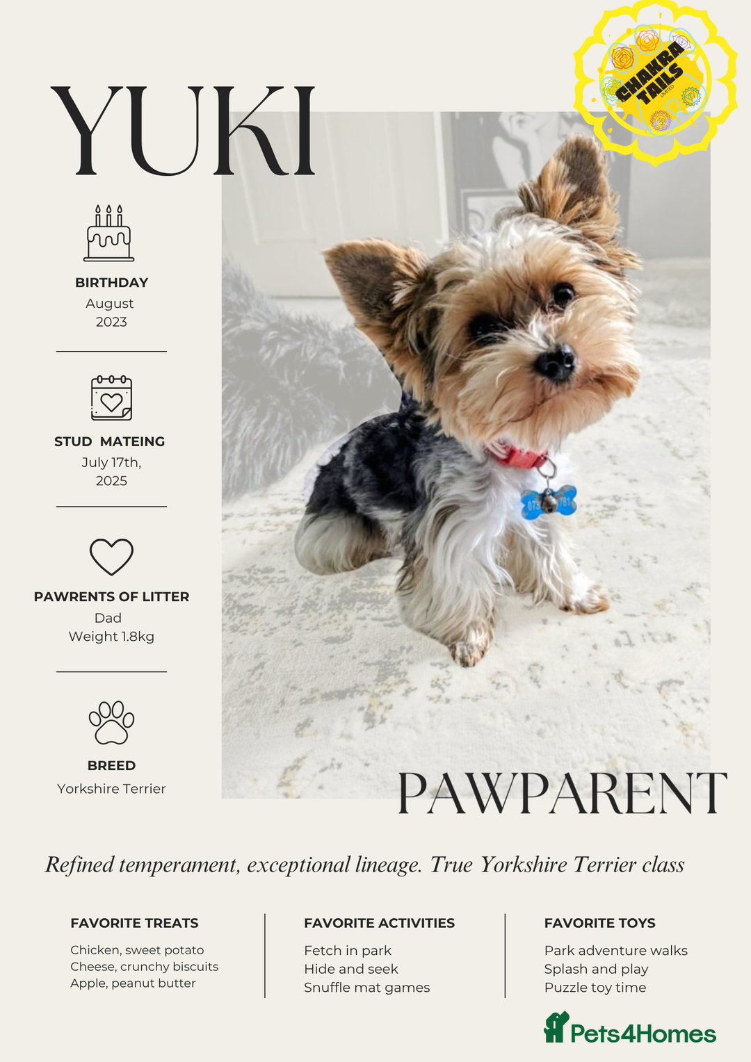 Yorkshire Terrier dogs for sale: 3 Male Yorkshire terriers left  - Image 9