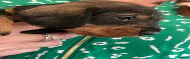 Dachshund 4