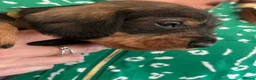 Dachshund dogs for sale: Wirehaired Dachshund’s FOR SALE  - Advert 2