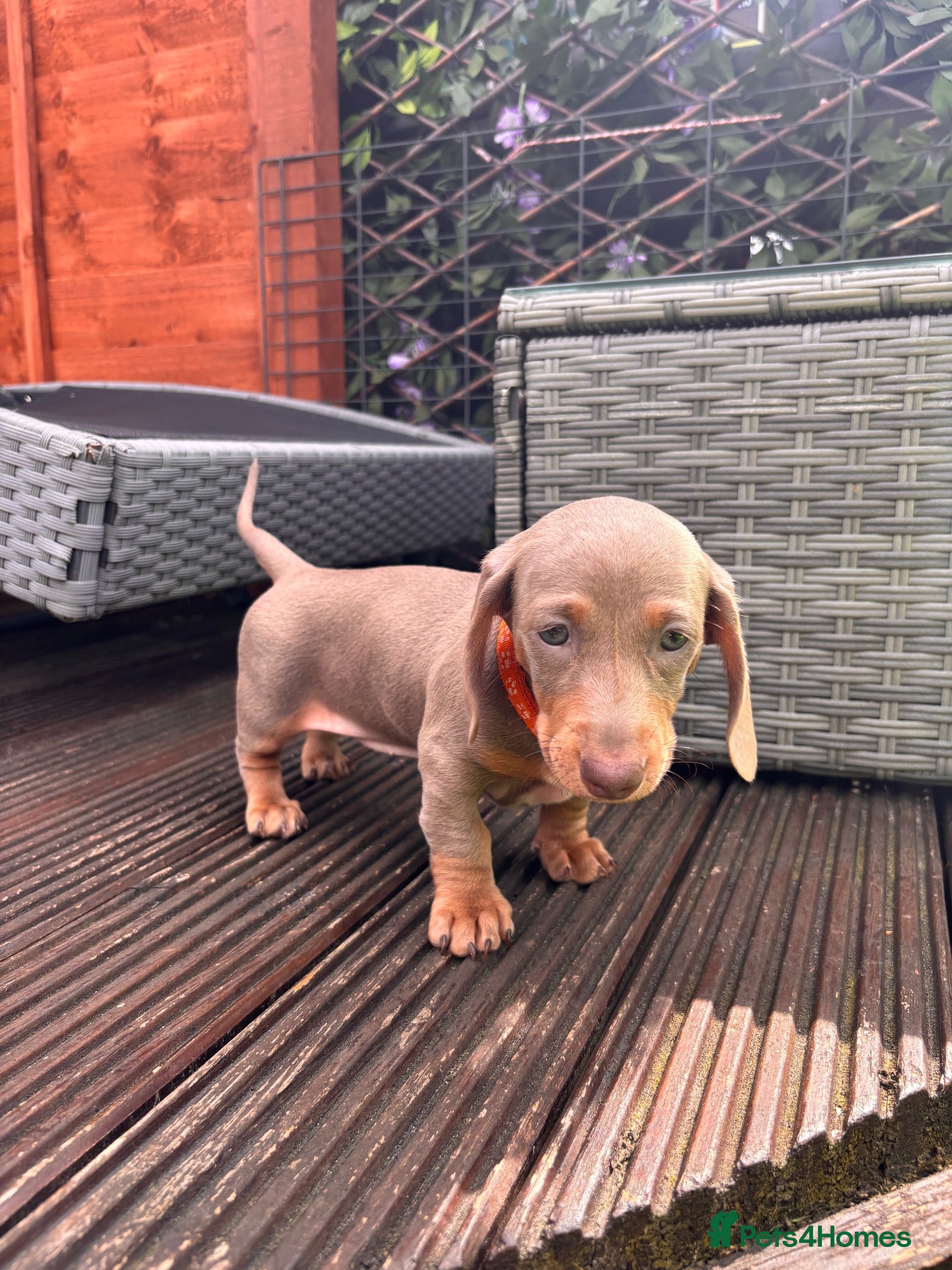 Dachshund dogs Beautiful Dachshund Puppies  - Advert 18