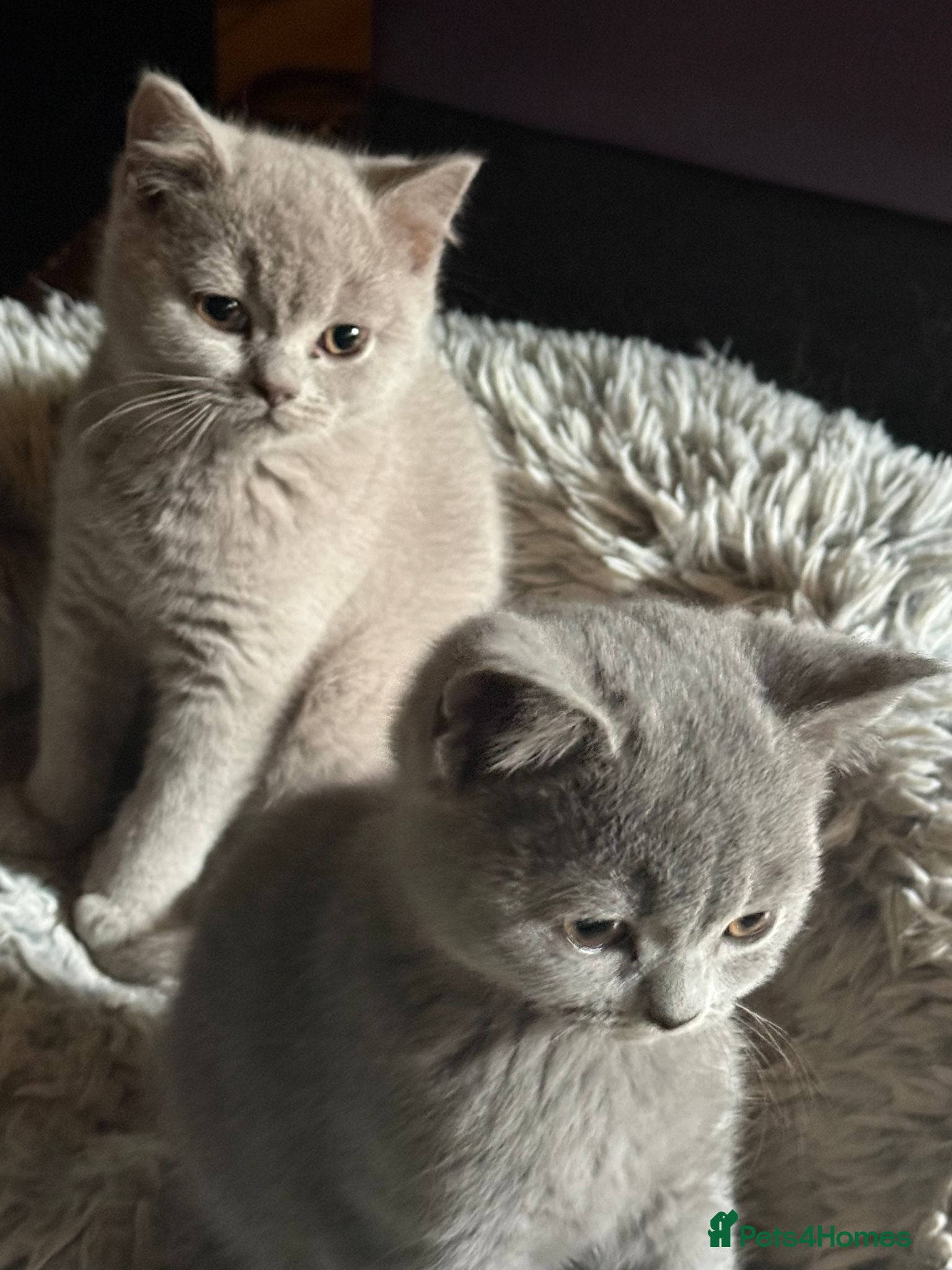 British Shorthair cats Beautiful British Shorthair kittens for sale - Advert 1