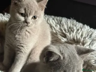 British Shorthair cats Beautiful British Shorthair kittens for sale - Advert 1