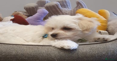 Maltese dogs - Advert 6