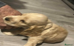Cockapoo dogs for sale: 5 beautiful cockapoo's - Image 25