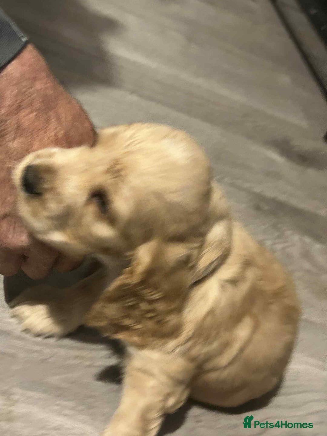 Cockapoo dogs for sale: 5 beautiful cockapoo's - Image 25