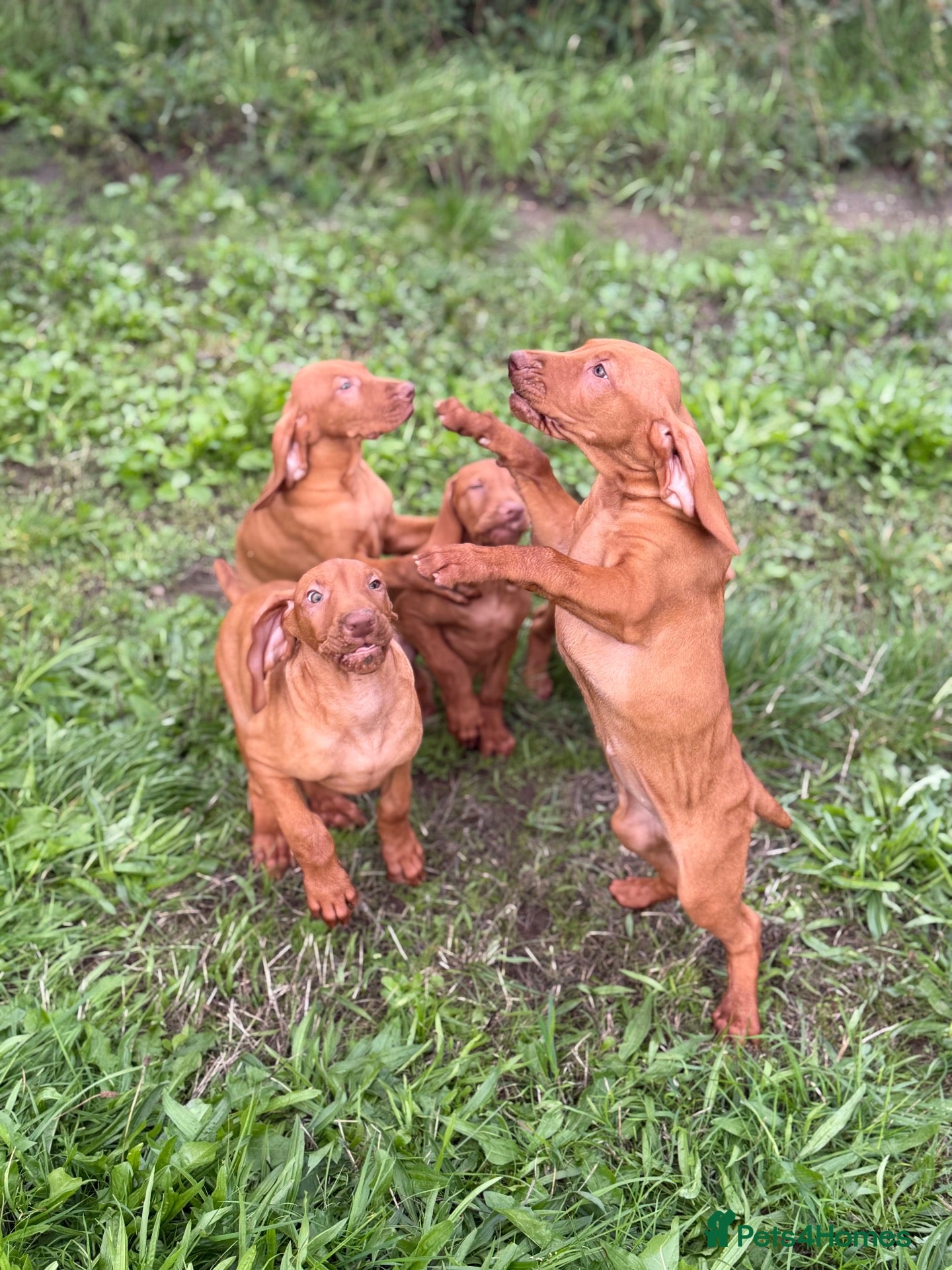 Hungarian Vizsla dogs KC Hungarian Vizsla Pups - Advert 2